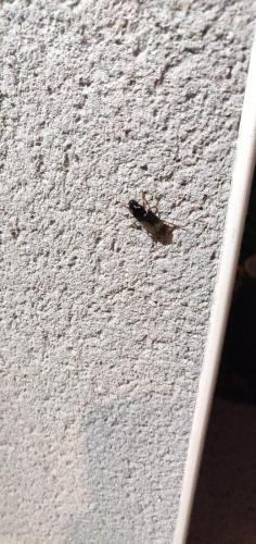 Réf. 265 074 : Pseudoophonus sp.