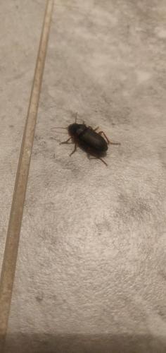 Pseudoophonus sp.