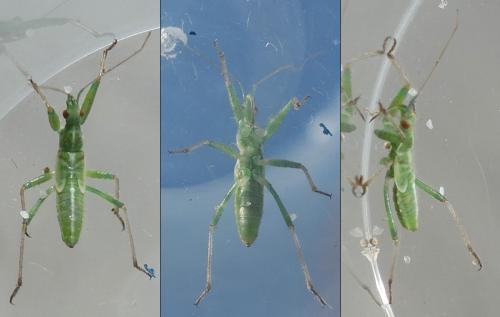 Réf. 265 522 : Nabis viridulus
