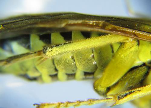 Réf. 265 787 : Tenthredo notha notha