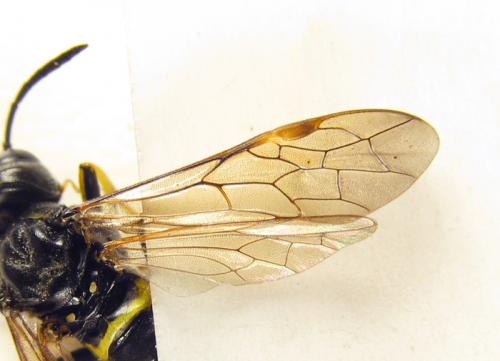Zonuledo amoena