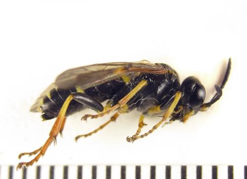 Zonuledo amoena