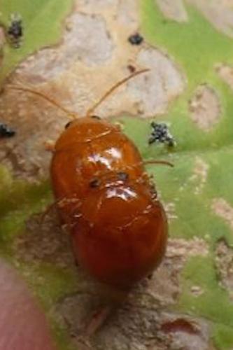 Réf. 265 417 : Argopus brevis