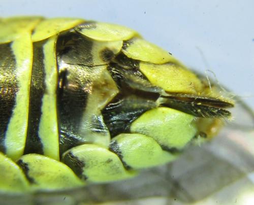 Réf. 265 789 : Tenthredo notha notha