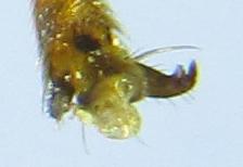 Zonuledo amoena