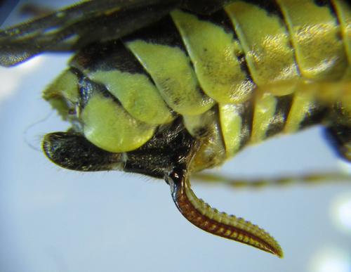 Réf. 265 790 : Tenthredo notha notha