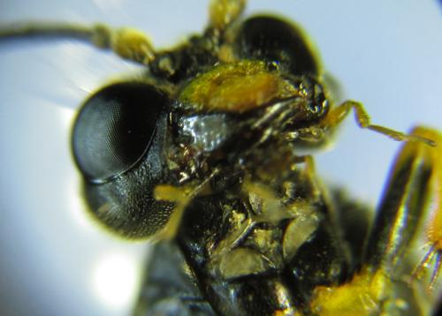 Réf. 265 753 : Zonuledo amoena