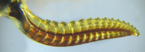 Réf. 265 791 : Tenthredo notha notha
