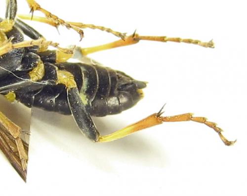 Réf. 265 754 : Zonuledo amoena