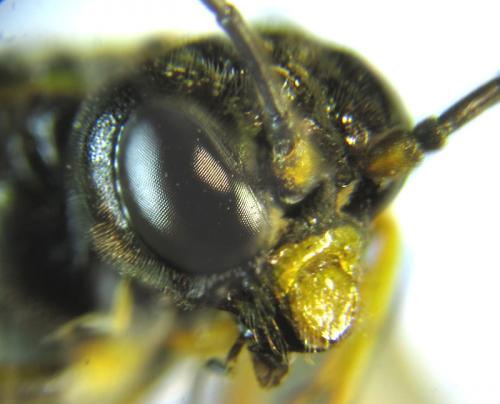 Zonuledo amoena