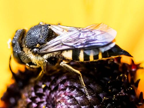 Réf. 265 621 : Coelioxys sp.
