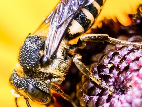 Coelioxys sp.