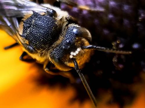 Réf. 265 623 : Coelioxys sp.