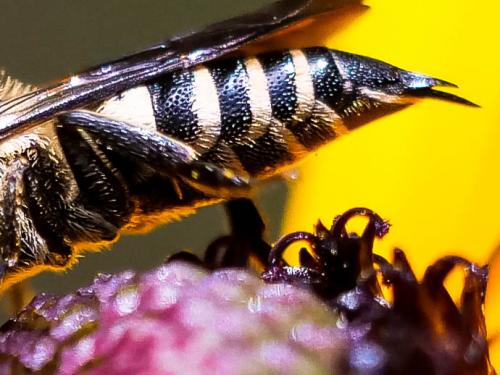 Réf. 265 948 : Coelioxys sp.
