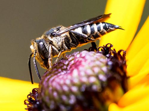 Réf. 265 622 : Coelioxys sp.