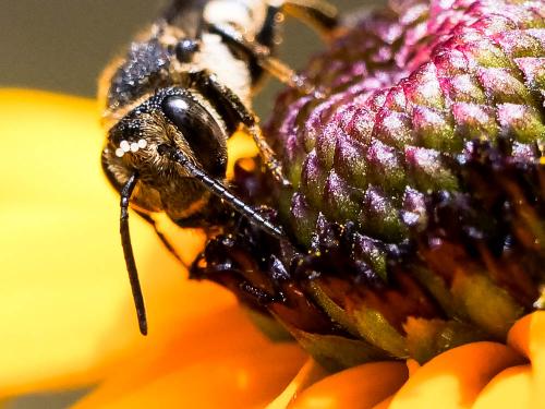 Coelioxys sp.
