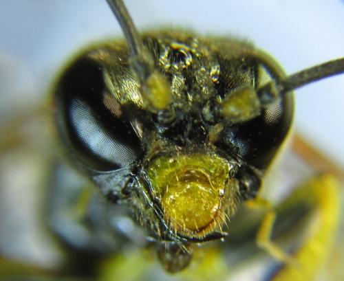 Réf. 265 756 : Zonuledo amoena
