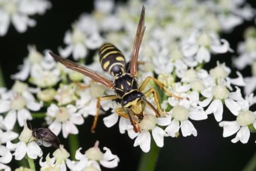 Réf. 265 809 : Polistes nimpha