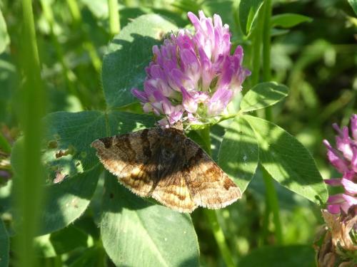Euclidia glyphica