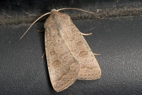 Hoplodrina ambigua