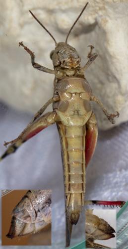 Réf. 265 054 : Aiolopus thalassinus thalassinus