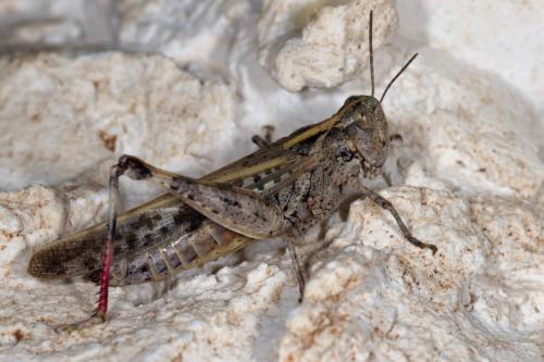 Réf. 265 052 : Aiolopus thalassinus thalassinus