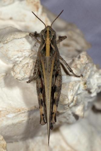 Réf. 265 053 : Aiolopus thalassinus thalassinus