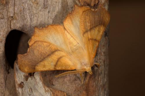 Ennomos fuscantaria