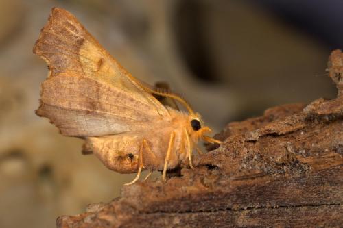 Ennomos fuscantaria
