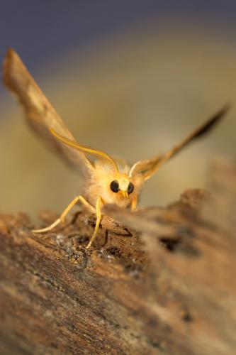Ennomos fuscantaria