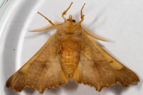 Ennomos fuscantaria