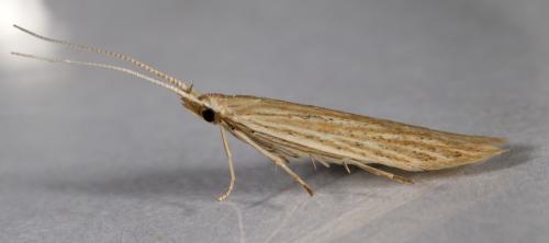 Coleophora sp.