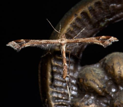 Amblyptilia acanthadactyla