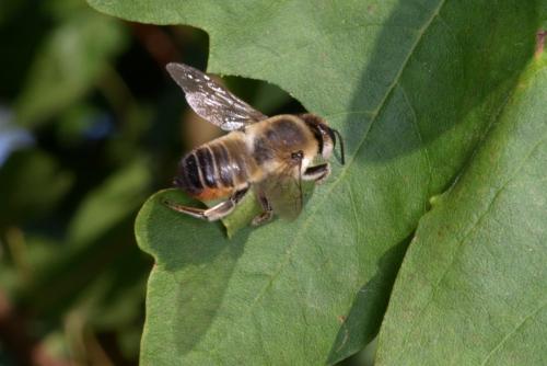 Réf. 265 983 : Megachile maritima