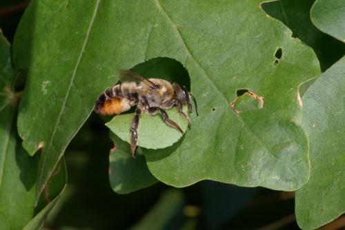 Réf. 265 610 : Megachile maritima