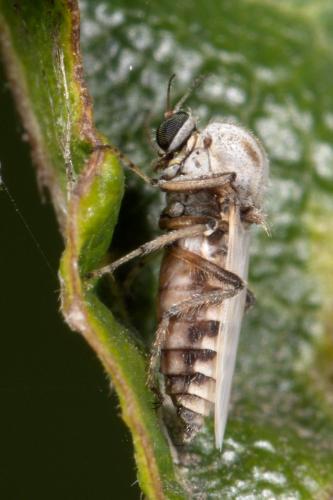 Réf. 265 540 : Sphaeromias pictus