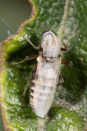 Sphaeromias pictus
