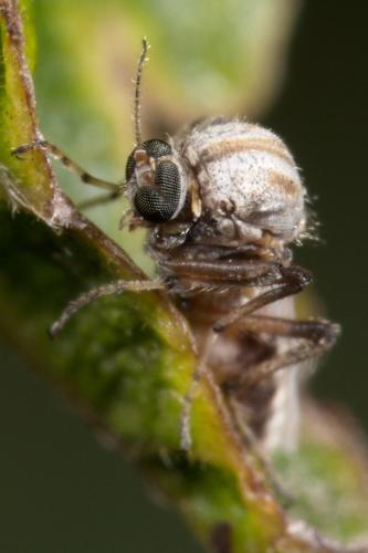 Sphaeromias pictus