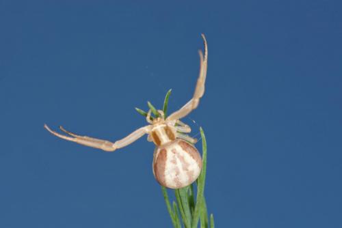 Réf. 265 449 : Runcinia grammica
