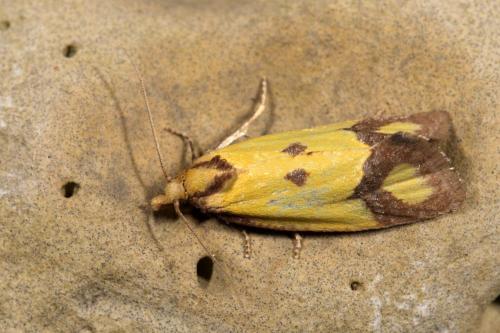 Réf. 265 541 : Agapeta zoegana