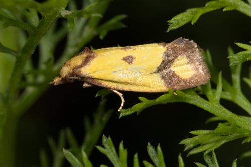 Agapeta zoegana