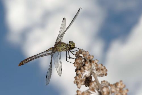 Sympetrum sanguineum