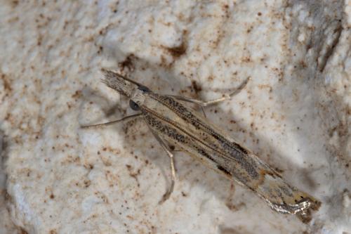 Réf. 265 890 : Agriphila geniculea