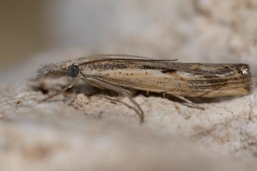 Réf. 265 889 : Agriphila geniculea