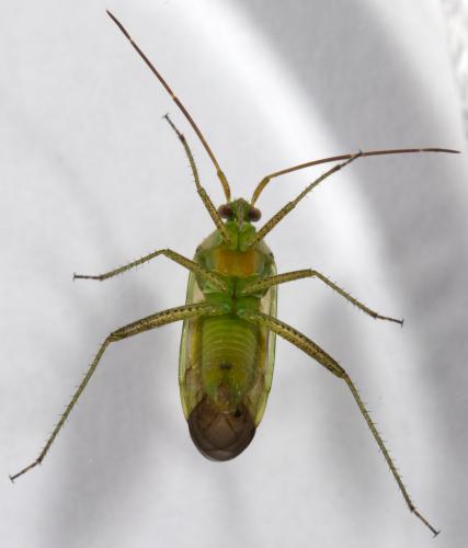 Réf. 265 893 : Adelphocoris lineolatus