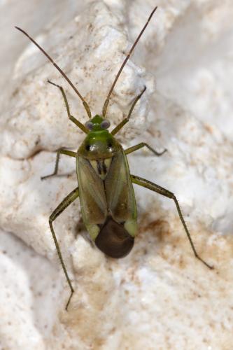 Réf. 265 891 : Adelphocoris lineolatus