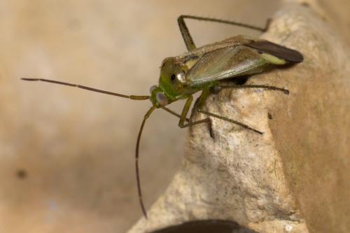 Réf. 265 892 : Adelphocoris lineolatus