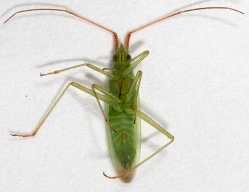 Réf. 265 896 : Trigonotylus sp.