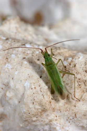 Réf. 265 894 : Trigonotylus sp.