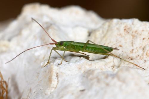 Réf. 265 895 : Trigonotylus sp.